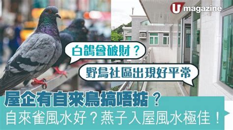 自來雀好嗎|為何自來雀被視為吉祥鳥？